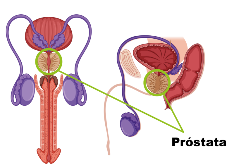 Ubicación de la próstata